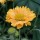  (11/01/2021) Gaillardia 'Apricot Honey' added by Shoot)