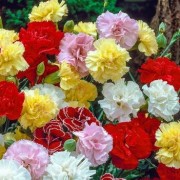  (11/01/2021) Dianthus (any border carnation or garden pink variety) added by Shoot)