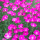 Pink Dianthus Added by Shelley Haefner