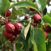  (15/01/2021) Malus x adstringens 'Simcoe' added by Shoot)