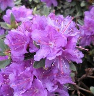 Rhododendron 'Purple Gem'