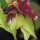  (21/01/2021) Leycesteria formosa 'Gold Leaf' added by Shoot)