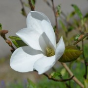 (22/01/2021) Magnolia x loebneri 'Snowdrift' added by Shoot)
