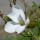  (22/01/2021) Magnolia x loebneri 'Snowdrift' added by Shoot)