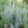  (23/01/2021) Artemisia absinthium added by Shoot)