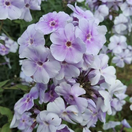 Phlox paniculata 'Lavendelwolke'