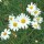  (26/01/2021) Argyranthemum gracile 'Chelsea Girl' added by Shoot)