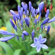  (27/01/2021) Agapanthus 'Sweet Surprise' added by Shoot)