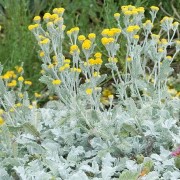  (27/01/2021) Tanacetum densum subsp. amani added by Shoot)