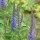  (29/01/2021) Veronica longifolia added by Shoot)