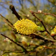  (29/01/2021) Salix cinerea subsp. oleifolia added by Shoot)