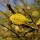  (29/01/2021) Salix cinerea subsp. oleifolia added by Shoot)