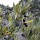  (29/01/2021) Olea europaea subsp. europaea var. sylvestris added by Shoot)