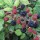  (30/01/2021) Rubus ulmifolius added by Shoot)