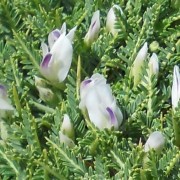  (01/02/2021) Astragalus angustifolius added by Shoot)