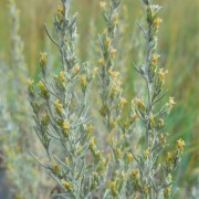  (01/02/2021) Artemisia maritima added by Shoot)