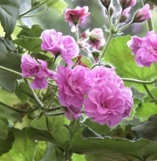 Pelargonium 'Summer Rose Lilac' 