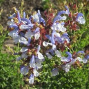  (02/02/2021) Salvia chamelaeagnea added by Shoot)