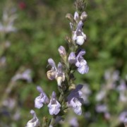  (02/02/2021) Salvia 'Chateau Cathare' added by Shoot)