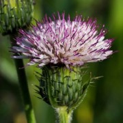  (03/02/2021) Cirsium 'Mount Etna' added by Shoot)