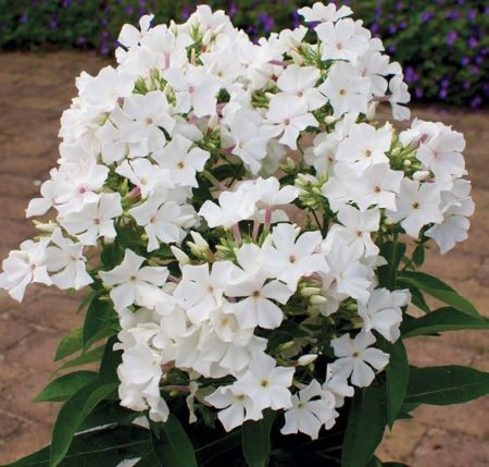 Phlox paniculata 'Famous White' (Famous Series)