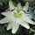  (03/02/2021) Passiflora 'Snow Queen' added by Shoot)