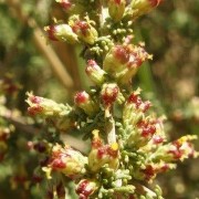  (04/02/2021) Artemisia herba-alba added by Shoot)