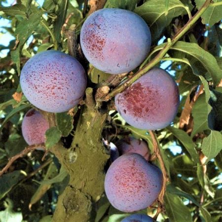 Prunus 'Flavor King' (Pluot Series)