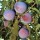  (04/02/2021) Prunus 'Flavor King' (Pluot Series) added by Shoot)