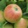  (06/02/2021) Malus domestica 'Kerry Pippin' added by Shoot)