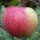  (06/02/2021) Malus domestica 'Uncle John's Cooker' added by Shoot)