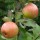  (06/02/2021) Malus domestica 'Bloody Butcher' added by Shoot)