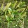  (07/02/2021) Salix triandra  added by Shoot)
