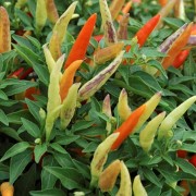  (08/02/2021) Capsicum annuum 'Basket of Fire'  added by Shoot)