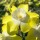  (08/02/2021) Narcissus 'Regeneration' added by Shoot)