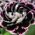  (10/02/2021) Dianthus chinensis 'Black and White' added by Shoot)