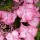  (11/02/2021) Hydrangea macrophylla 'Sheila' (Dutch Ladies Series) added by Shoot)
