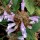  (12/02/2021) Salvia tomentosa added by Shoot)