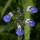  (12/02/2021) Salvia procurrens added by Shoot)