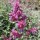  (12/02/2021) Salvia canariensis added by Shoot)