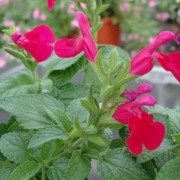  (12/02/2021) Salvia microphylla 'Wendy's Surprise' added by Shoot)