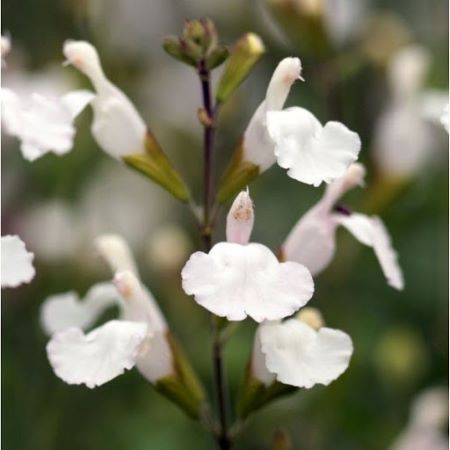 Salvia x jamensis 'Gletsjer'