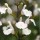  (13/02/2021) Salvia x jamensis 'Gletsjer' added by Shoot)