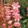  (13/02/2021) Watsonia Tresco Hybrids added by Shoot)