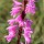  (13/02/2021) Watsonia densiflora  added by Shoot)