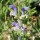  (15/02/2021) Salvia chrysophylla  added by Shoot)