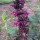  (15/02/2021) Salvia cuatrecasana added by Shoot)