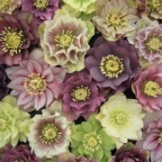  (17/02/2021) Helleborus x hybridus Double Queen Series added by Shoot)