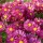 (17/02/2021) Chrysanthemum 'Herbstkuss' added by Shoot)
