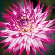  (17/02/2021) Dahlia 'Badger Twinkle' added by Shoot)